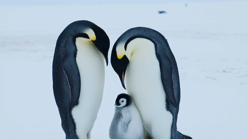 Emperor penguin at serious risk of extinction due to climate change