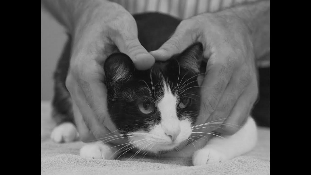 The way to pick up a cat like a professional – Vet advice on cat dealing with.