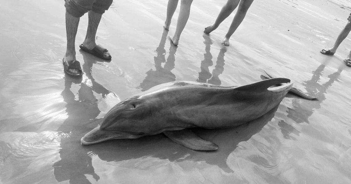 Rewards offered after dolphin ‘harassed to death’ on Texas seaside, another impaled in Florida